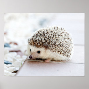 Cute Baby Hedegel Animal Poster