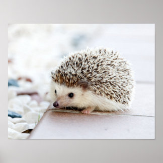 Cute Baby Hedegel Animal Poster
