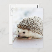 Cute Baby Hedegel Briefkaart (Voorkant / Achterkant)