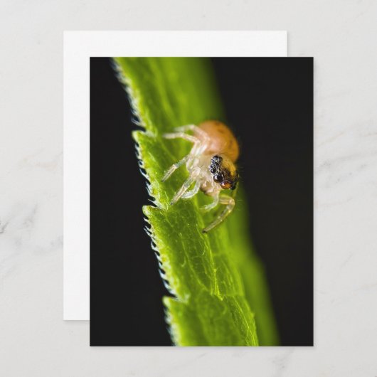 Cute Baby Jumping Spider - Salticid (Voorkant / Achterkant)