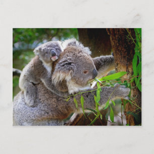 Cute baby koala beer met moeder in een boom briefkaart