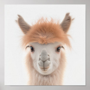 Cute Baby Lama Portret (Alpaca) 1:1 Poster