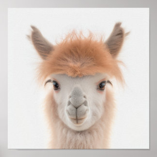 Cute Baby Lama Portret (Alpaca) |  1:1 Poster