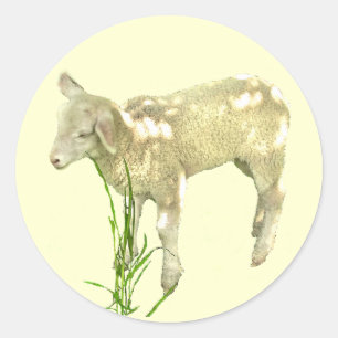 Cute Baby Lamb op gele Stickers