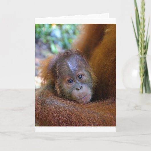 Cute baby Orangutan Kaart (Voorkant)