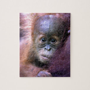 Cute baby orangutan op Sumatra Legpuzzel