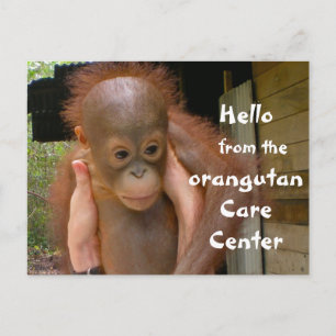 Cute Baby Orangutan Orphan Briefkaart