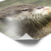 Cute Baby Otter Foto Afdruk (Hoek)