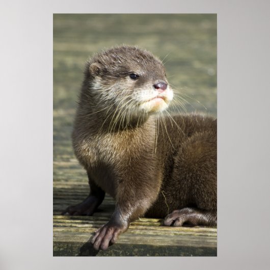Cute Baby Otter Poster (Voorkant)