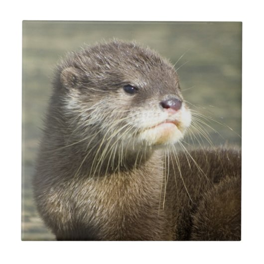 Cute Baby Otter Tegeltje (Voorkant)