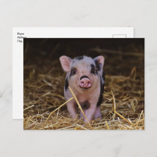 Cute Baby Pig Custom Briefkaart (Voorkant / Achterkant)