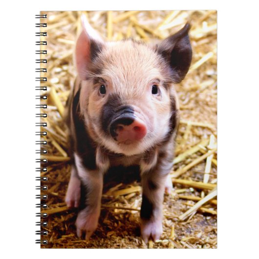 Cute Baby Pig Notitieboek (Voorkant)