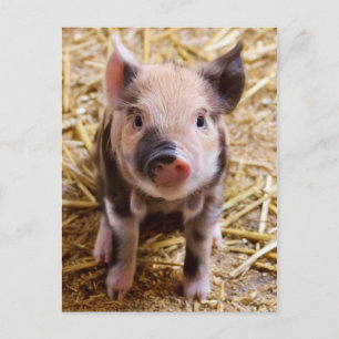 Cute Baby Piglet Farm Animals Barnyard Babies Briefkaart