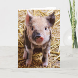 Cute Baby Piglet Farm Animals Barnyard Babies Kaart