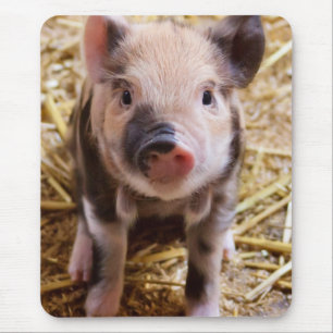Cute Baby Piglet Farm Animals Barnyard Babies Muismat