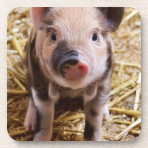 Cute Baby Piglet Farm Animals Barnyard Babies Onderzetter