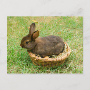 Cute baby rabbit briefkaart