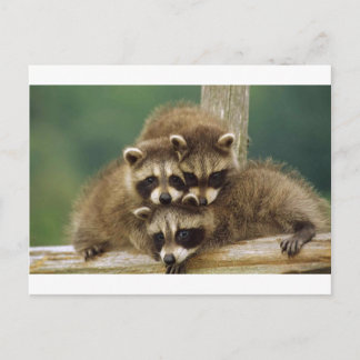 Cute Baby Raccoon Briefkaart