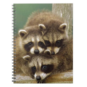 Cute Baby Raccoon Notitieboek