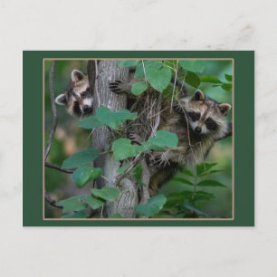 Cute Baby Raccoons/Border Briefkaart