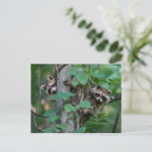 Cute Baby Raccoons Briefkaart (Staand voorkant)