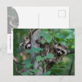 Cute Baby Raccoons Briefkaart (Voorkant / Achterkant)