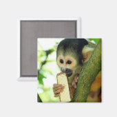 Cute Baby Squirrel Monkey die een Wafer Biscuit ee Magneet (Voorkant / Achterkant)