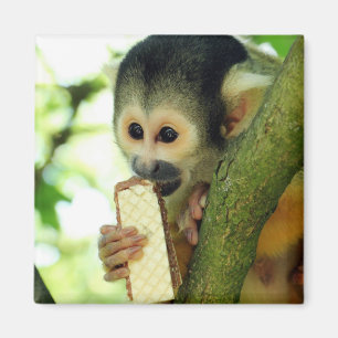 Cute Baby Squirrel Monkey die een Wafer Biscuit ee Magneet