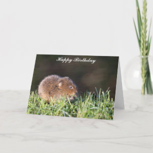 Cute Baby Water Vole Carte Anniversaire