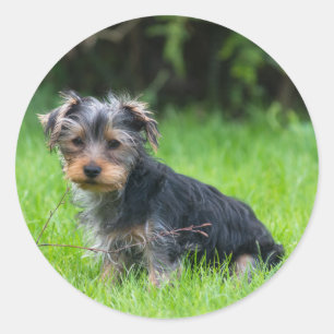 Cute baby yorkie puppy met droeve oogexpressie ronde sticker