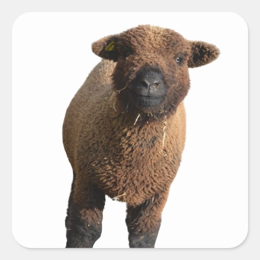 Cute Babydoll Southdown Black Lamb Vierkante Sticker (Voorkant)