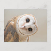 Cute Barn Owl Briefkaart (Voorkant)