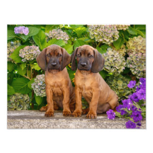 Cute Bavarian Mountain Hound Puppies met bloemen Foto Afdruk