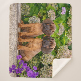Cute Bavarian Mountain Hound Puppies met bloemen Sherpa Deken