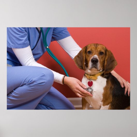 Cute Beagle Dog die een veterinaire controle krijg Poster (Voorkant)