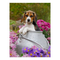 Cute Beagle Dog Puppy in een melkchron-foto