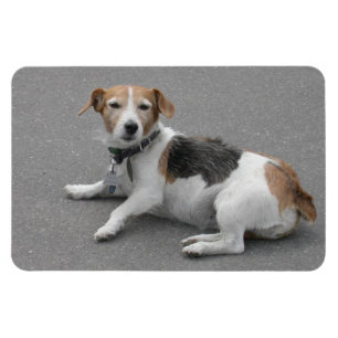 Cute Beagle Mongrel Magneet