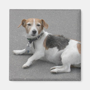 Cute Beagle Mongrel Magneet