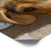 Cute Beagle Puppy Poster (Hoek)