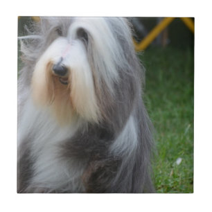 Cute Bearded Collie Tegeltje