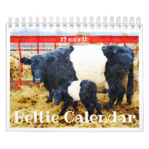 Cute Belted Galloway Beltie Striped Koe Calendar Kalender