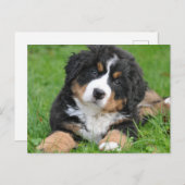 Cute Bernese Berghond Puppy Briefkaart (Voorkant / Achterkant)