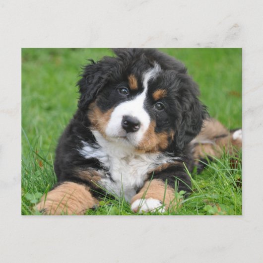 Cute Bernese Berghond Puppy Briefkaart (Voorkant)