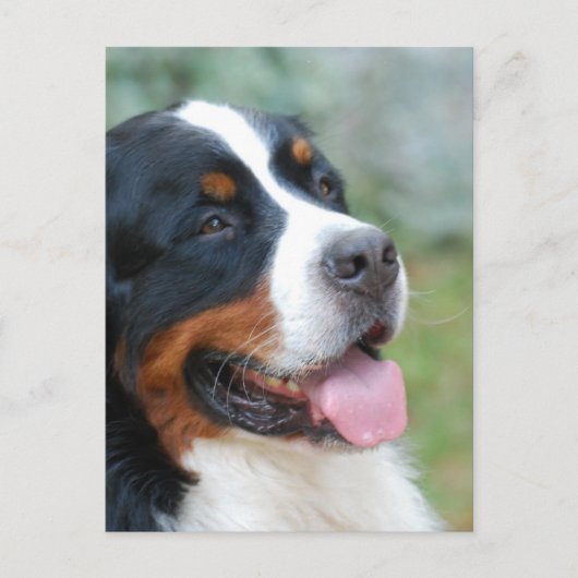 Cute Bernese Briefkaart (Voorkant)