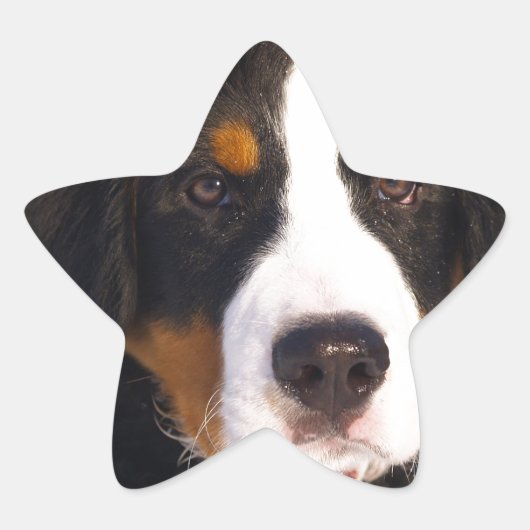Cute Bernese moundog Ster Sticker (Voorkant)