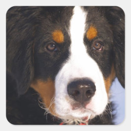 Cute Bernese moundog Vierkante Sticker