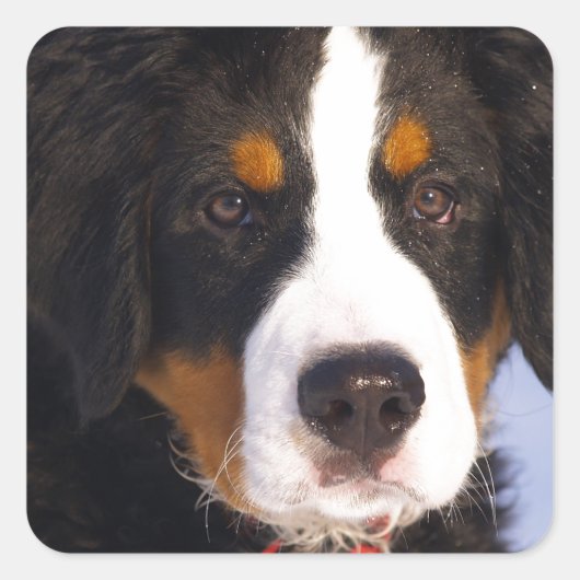 Cute Bernese moundog Vierkante Sticker (Voorkant)