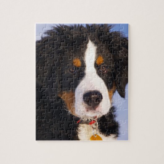 Cute Bernese Mountain Dog Puppy Afbeelding Legpuzzel (Verticaal)