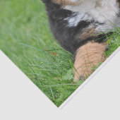 Cute Bernese Mountain Dog Puppy Tissuepapier (Detail)