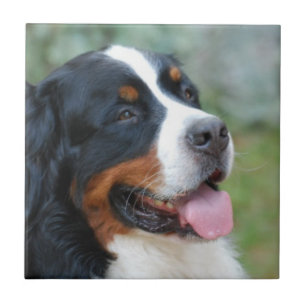 Cute Bernese Tile Tegeltje